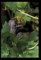 10216-00001-Bees, Wasps and Bumblebees.jpg