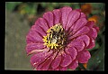 10216-00008-Bees, Wasps and Bumblebees.jpg
