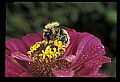 10216-00011-Bees, Wasps and Bumblebees.jpg