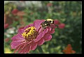 10216-00012-Bees, Wasps and Bumblebees.jpg
