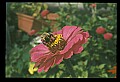 10216-00014-Bees, Wasps and Bumblebees.jpg