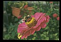 10216-00015-Bees, Wasps and Bumblebees.jpg