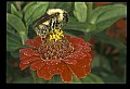 10216-00017-Bees, Wasps and Bumblebees.jpg