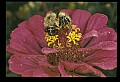 10216-00018-Bees, Wasps and Bumblebees.jpg