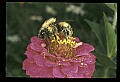 10216-00019-Bees, Wasps and Bumblebees.jpg