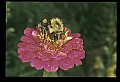 10216-00020-Bees, Wasps and Bumblebees.jpg