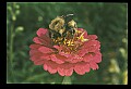 10216-00022-Bees, Wasps and Bumblebees.jpg