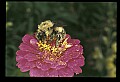 10216-00023-Bees, Wasps and Bumblebees.jpg