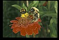 10216-00024-Bees, Wasps and Bumblebees.jpg