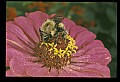 10216-00026-Bees, Wasps and Bumblebees.jpg