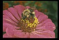 10216-00027-Bees, Wasps and Bumblebees.jpg