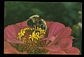 10216-00029-Bees, Wasps and Bumblebees.jpg