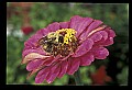10216-00032-Bees, Wasps and Bumblebees.jpg