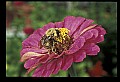 10216-00033-Bees, Wasps and Bumblebees.jpg