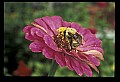 10216-00034-Bees, Wasps and Bumblebees.jpg