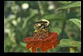 10216-00035-Bees, Wasps and Bumblebees.jpg