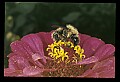 10216-00037-Bees, Wasps and Bumblebees.jpg