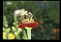 10216-00038-Bees, Wasps and Bumblebees.jpg