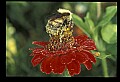 10216-00041-Bees, Wasps and Bumblebees.jpg