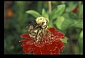 10216-00042-Bees, Wasps and Bumblebees.jpg