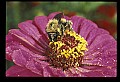10216-00044-Bees, Wasps and Bumblebees.jpg