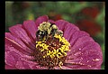 10216-00045-Bees, Wasps and Bumblebees.jpg