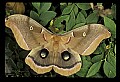 10250-00001--Butterflies and Moths.jpg
