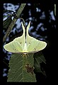 10250-00002--Butterflies and Moths.jpg