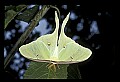 10250-00003--Butterflies and Moths.jpg