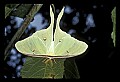 10250-00004--Butterflies and Moths.jpg