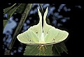 10250-00007--Butterflies and Moths.jpg