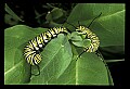 10250-00015--Butterflies and Moths.jpg