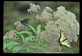 10250-00019--Butterflies and Moths.jpg