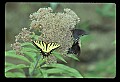 10250-00020--Butterflies and Moths.jpg