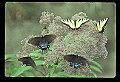 10250-00021--Butterflies and Moths.jpg