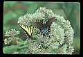 10250-00022--Butterflies and Moths.jpg