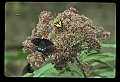 10250-00023--Butterflies and Moths.jpg