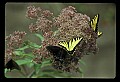 10250-00026--Butterflies and Moths.jpg