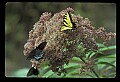 10250-00027--Butterflies and Moths.jpg