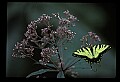 10250-00029--Butterflies and Moths.jpg