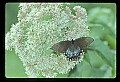 10250-00031--Butterflies and Moths.jpg