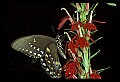 10250-00032--Butterflies and Moths.jpg
