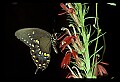 10250-00033--Butterflies and Moths.jpg