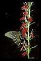 10250-00037--Butterflies and Moths.jpg