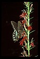 10250-00038--Butterflies and Moths.jpg