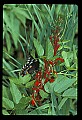 10250-00042--Butterflies and Moths.jpg
