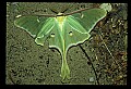 10250-00045--Butterflies and Moths.jpg
