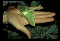 10250-00046--Butterflies and Moths.jpg