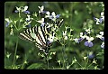 10250-00052--Butterflies and Moths.jpg