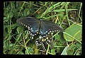 10250-00053--Butterflies and Moths.jpg